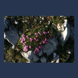 2010-07-09_17-40_Karwendel-HW_Grat8_Abstieg_Blumen_StLeimkraut (3)__x.JPG